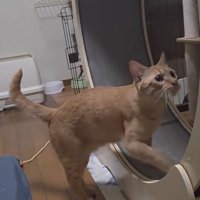 キャットホイールを回す猫