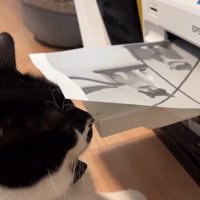 プリンター前に座る猫10