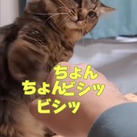 猫パンチする猫