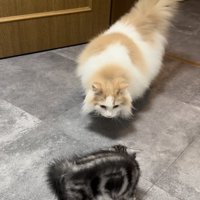 毛を逆立てる子猫と子猫を見つめるノルウェージャンフォレストキャット