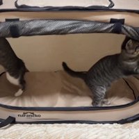 立ち上がる2匹の子猫