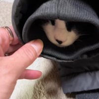 袖の中の猫