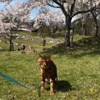 散歩をしている猫