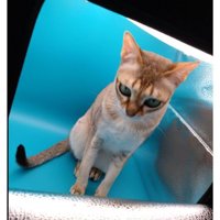 小型スタジオにいる猫