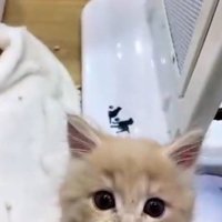 ショーケースの中から正面を見て鳴いている子猫