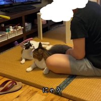 返事する猫