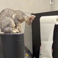 床に落ちたキッチンペーパーを見つめる猫