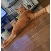 室内にいる猫