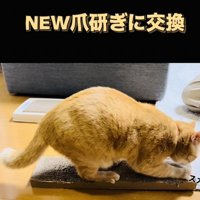 古い爪研ぎで爪を研ぐ茶トラ猫