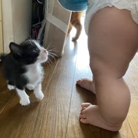 見上げる子猫と赤ちゃんの脚