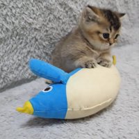ペンギンの上に乗る子猫