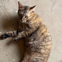 床でくつろぐ母猫