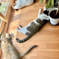 日向ぼっこする犬と猫