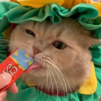 飼い主が持っているおやつを舐める猫