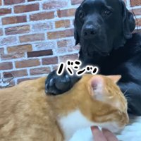 反撃するムニ君