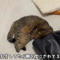 鞄と寝転がっている猫