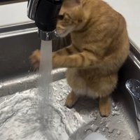 水を両手で掴もうとする猫