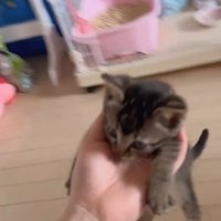 持ち上げられる子猫