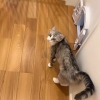 ついてくる猫