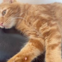 横になる猫