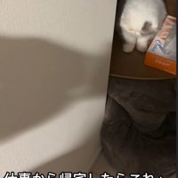 テーブルの上にいる子猫