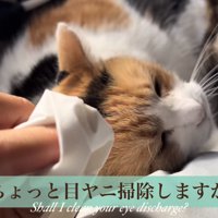 目やにを掃除しようとする主さん