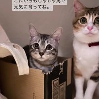 箱に入った子猫ととなりに座る猫