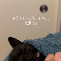 目を瞑って口を開けているタオルに包まれた子猫
