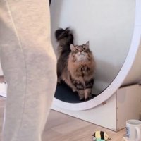 キャットホイールを使う猫