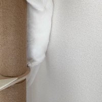 キャットタワーに登る猫
