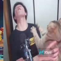 両前足をあげて指を開いている猫