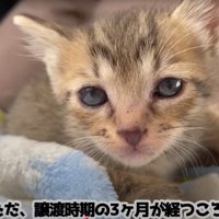 じっと見つめる子猫