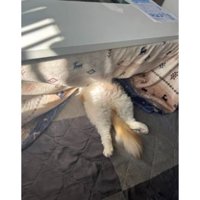 コタツで眠る猫