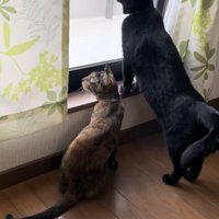 窓の外を眺めている猫の写真3