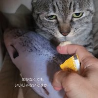見つめる猫