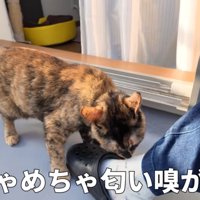 めちゃめちゃ匂い嗅がれる