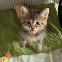 飼い主を見上げて鳴き声をあげる子猫
