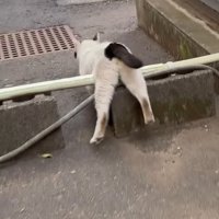 段差をよじ登ろうとする白黒猫