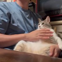 仰向けの猫