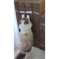 爪とぎしている猫