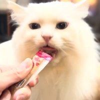 オヤツを食べるシロちゃん