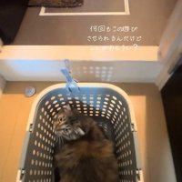 こちらを見上げる猫