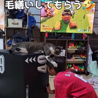 男の子を毛づくろいする猫