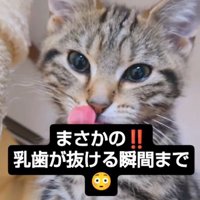 舌で鼻先をなめる猫
