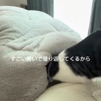 布団にくるまる飼い主ともぐりこむ猫