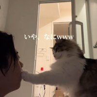 飼い主の口にさわるノルウェージャンフォレストキャット