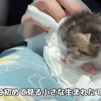 クッションの上にいる子猫