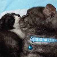 くっつきあう子猫と成猫（さらにアップ）