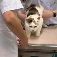 動物病院にいる猫