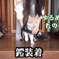 ハーネスをつける猫